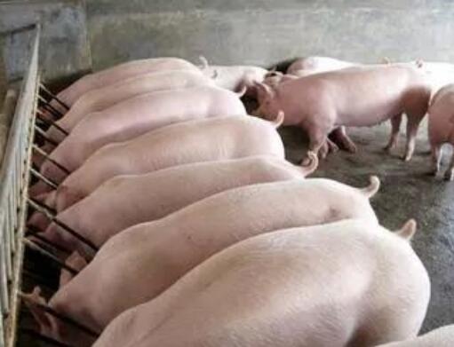 2018年中央一號(hào)文件對(duì)畜牧養(yǎng)殖行業(yè)將帶來(lái)新機(jī)遇！